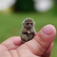 Image result for Mini Monkey