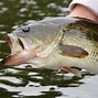 Image result for 5 Lb Largemouth Bass