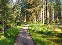 Image result for Hafren Forest Walks
