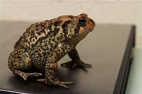 Image result for Bufo Alvarius Toad Venom