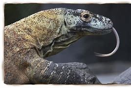 Image result for Lizard Smaller than Komodo Dragon