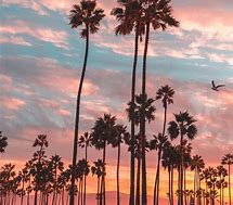 Image result for California Palm Tree Screensaver