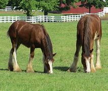 Image result for Horse No Background Grazing