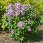 Image result for Common Purple Lilac