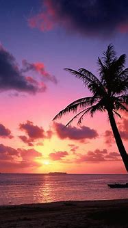 Image result for Aesthetic Palm Tree Sunset