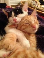 Image result for Cutest Hugs