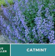 Image result for Catmint vs Catnip