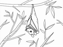 Image result for Fruit Bat Sketch