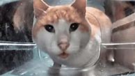 Image result for Cat Eat Food Meme