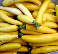 Image result for Squash Veggie