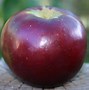 Image result for Organic Black Apples