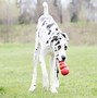 Image result for Kong Classic Dog Toy