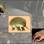 Image result for Biggest Prehistoric Mammals