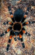 Image result for Philippine Orange Tarantula