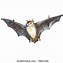 Image result for A Picture of a Cute Cartoon Fruit Bat