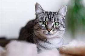 Image result for Shorthair Cat Full Body