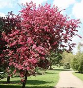 Image result for Malus Profusion