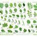 Image result for Tree Leaves Identification