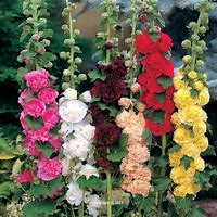 Image result for Alcea rosea majorette white