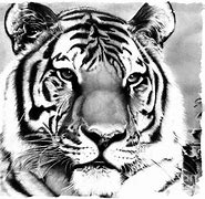 Image result for Drawn Tiger