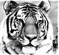 Image result for Tiger Sketch Images