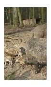 Image result for Sus Scrofa