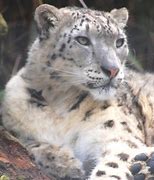 Image result for Blue Snow Leopard