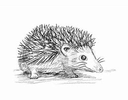 Image result for Hedgehog Drawing