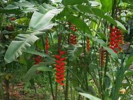 Image result for Lobster Claw Flower