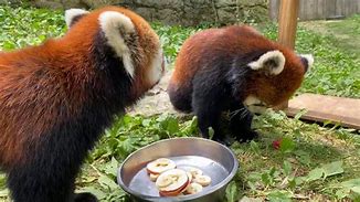 Image result for Giant Panda Cincinnati Zoo