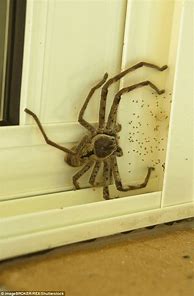 Image result for Largest Spider in Australia