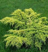 Image result for Juniperus x pfitzeriana Gold Star