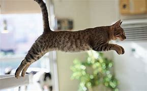 Image result for Cat Jumping Jacks