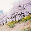 Image result for Yeouido Park Sakura Seoul