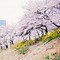 Image result for Yeouido Plum Blossom