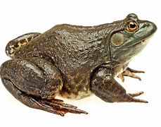 Image result for Bari Ed Bull Frog