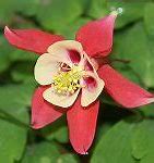 Image result for Aquilegia flabellata Red and White