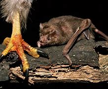 Image result for Vampire Bat Eating Blood