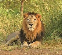 Image result for Asiatic Lion