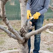 Image result for How to Prune Plum Trees