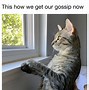 Image result for Funny Ugly Cat Memes