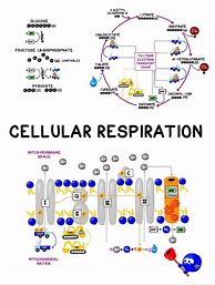 Image result for Cellular Respiration Process