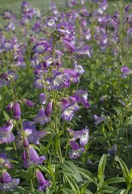 Image result for Penstemon lady alice hindley