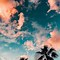 Image result for Palm Tree iPhone Wallpaper
