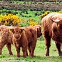Image result for Irish Cow