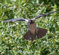 Image result for Side View of a CRO Flying