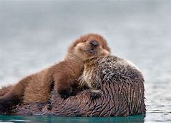 Image result for Sea Otter Background