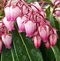 Image result for Pieris japonica Katsura