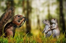 Image result for Funny Animals Walpaper