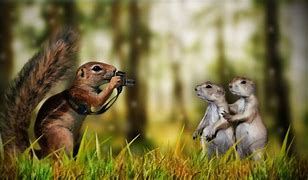 Image result for Free Funny Animal Wallpaper